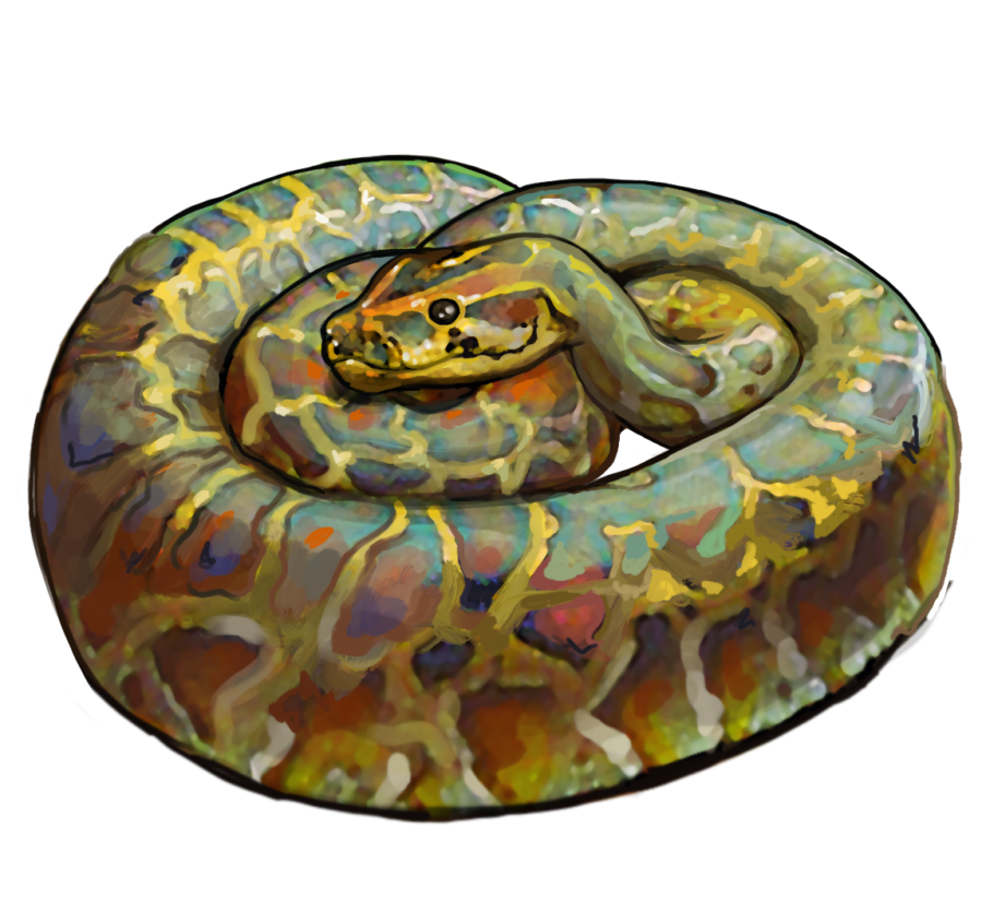 Burmese Floridian Python image
